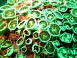 Palythoa heliodiscus - zoanthaire soleil rayonné : 