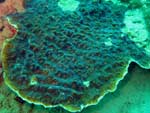 [2020] Mycedium umbra - corail peau d’éléphant
