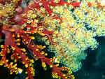 [610] Siphonogorgia godeffroyi - corail à fleurs de cerisier ou corail mou de Godeffroy