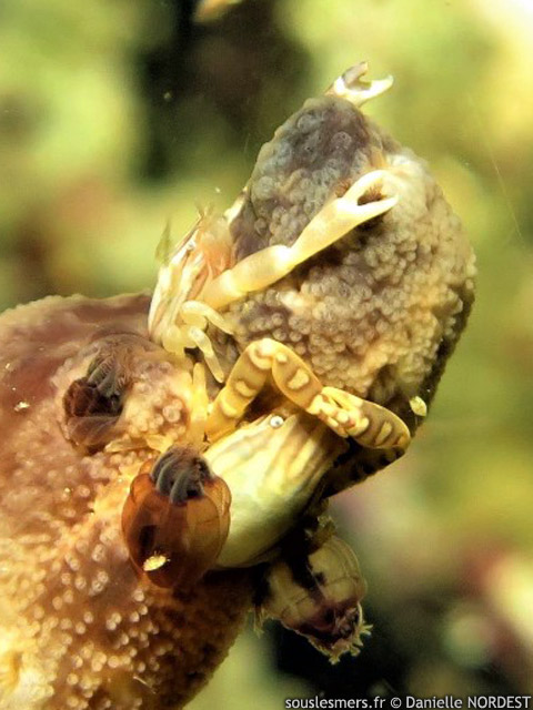 Porcellanella haigae - crabe porcelaine d'Haig