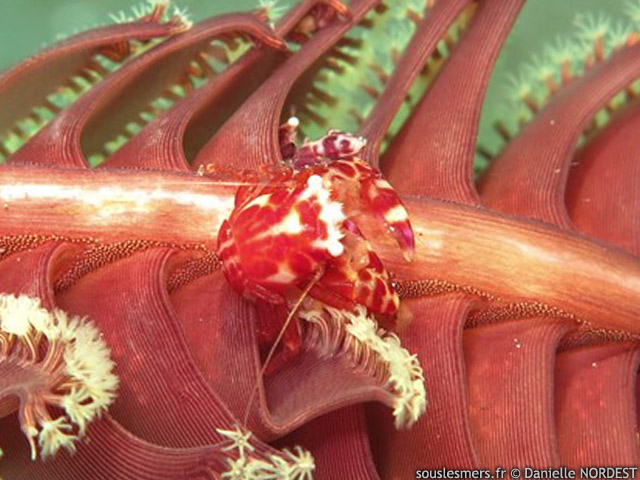 Lissoporcellana nakasonei - crabe porcelaine des coraux mous