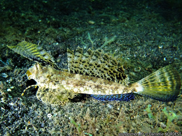 Dactylopus kuiteri - dragonnet de Kuiter