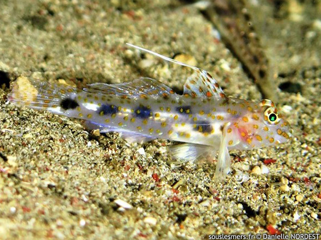 Fusigobius inframaculatus - gobie de sable tachet