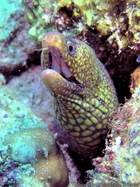 Muraena lentiginosa - murne bijou