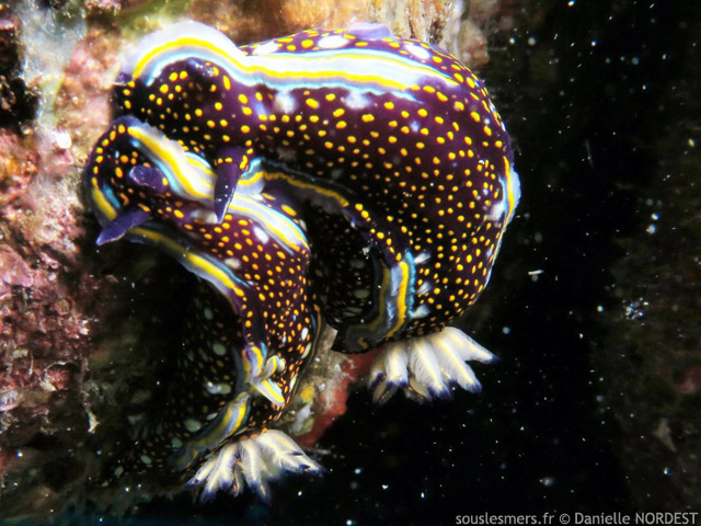 Felimare agassizii - Doris d'Agassiz                      
