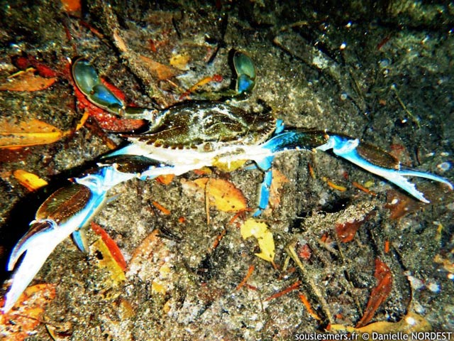 Callinectes sapidus - crabe bleu amricain