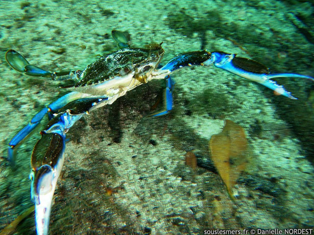 Callinectes sapidus - crabe bleu amricain