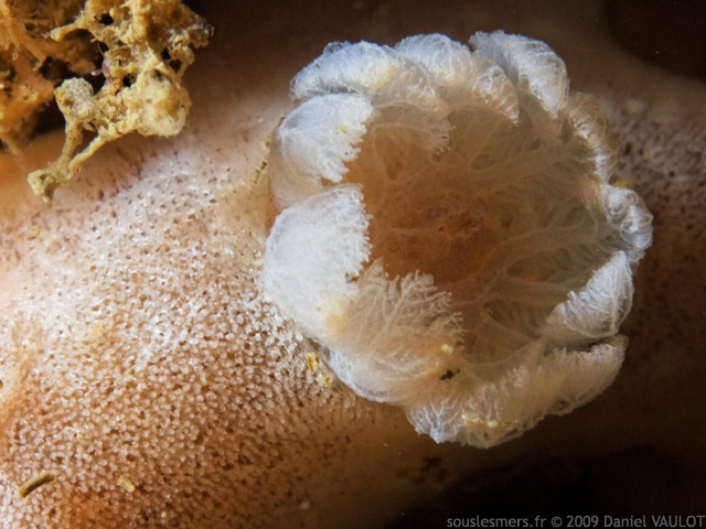 Jorunna tomentosa - jorunna blanche