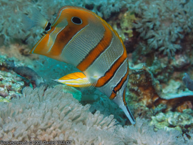 Chelmon rostratus - poisson-papillon  bandes cuivres
