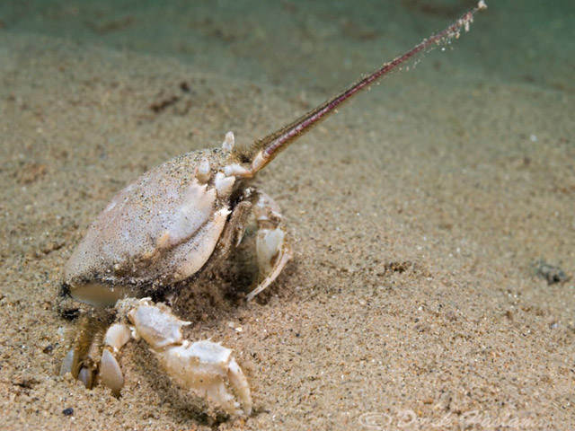 Corystes cassivelaunus - crabe masqu
