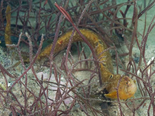 Pholis gunnellus - gonnelle