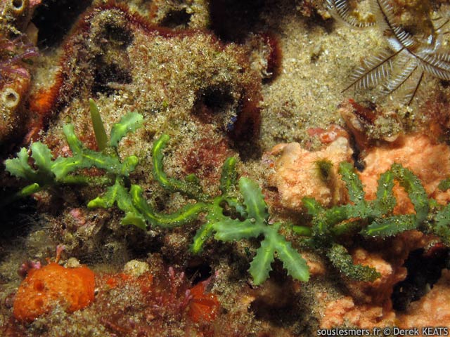 Caulerpa serrulata - caulerpe serrule