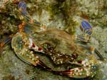 [2388] Goniosupradens acutifrons - crabe nageur de corail