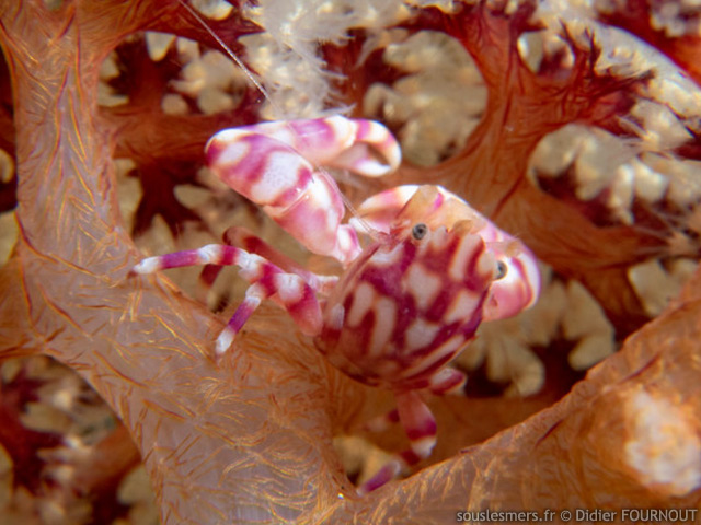 Lissoporcellana nakasonei - crabe porcelaine des coraux mous