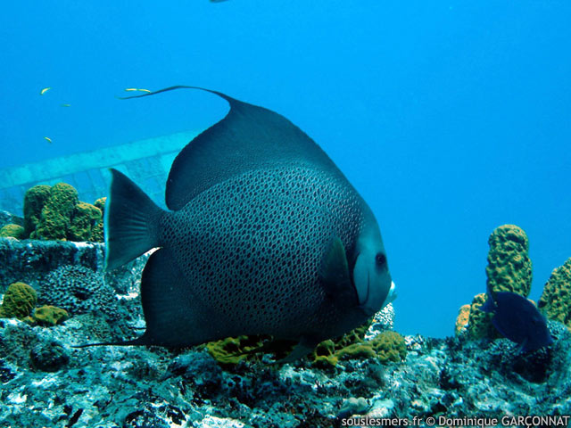 Pomacanthus arcuatus - poisson-ange gris