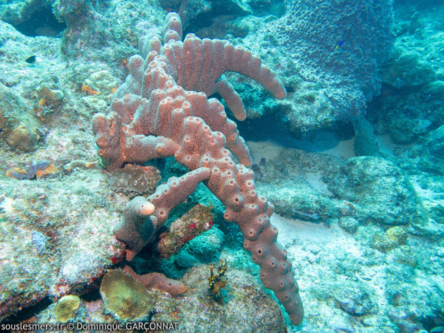 Agelas conifera - ponge corne d'lan