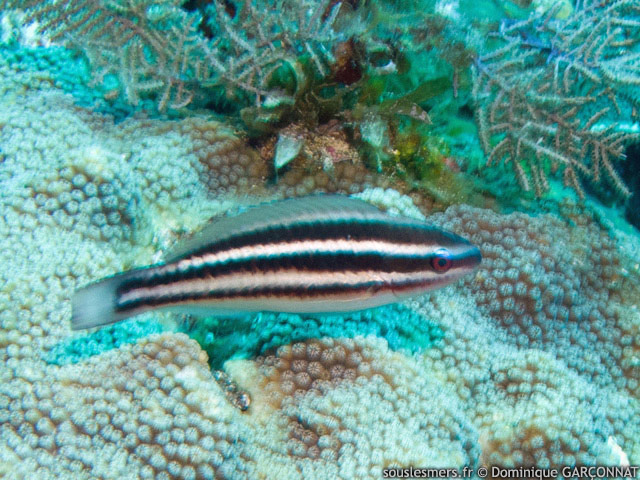Scarus taeniopterus - perroquet princesse