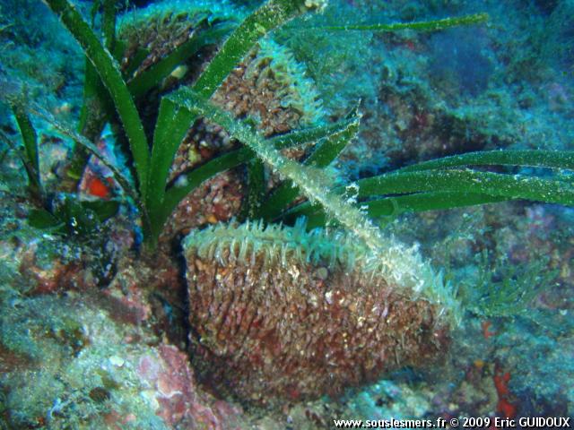 Pinna nobilis - grande nacre