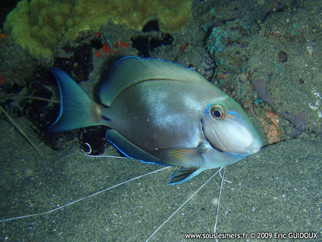 Acanthurus bahianus - chirurgien noir