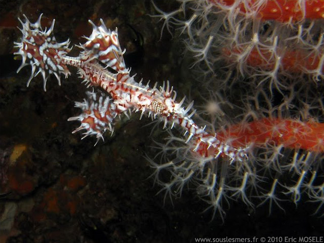 Solenostomus paradoxus - poisson-fantme arlequin