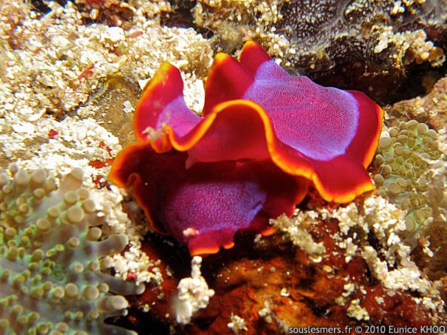 Pseudobiceros ferrugineus - ver plat rouille