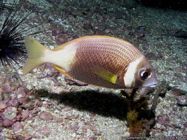 Scolopsis vosmeri - scolopsis  joues blanches