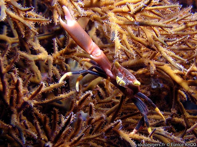 Quadrella maculosa - crabe couronn des coraux mous