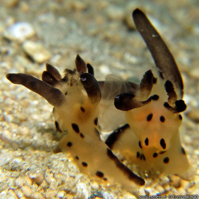 Thecacera pacifica - thcacre Pikachu