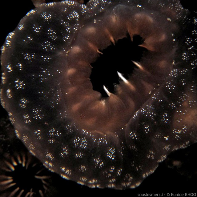 Ascidia ornata  - ascidie orne