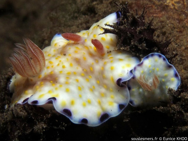 Goniobranchus aureopurpureus - doris  auroles pourpres