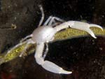 Quadrella coronata - crabe des antipathaires : 