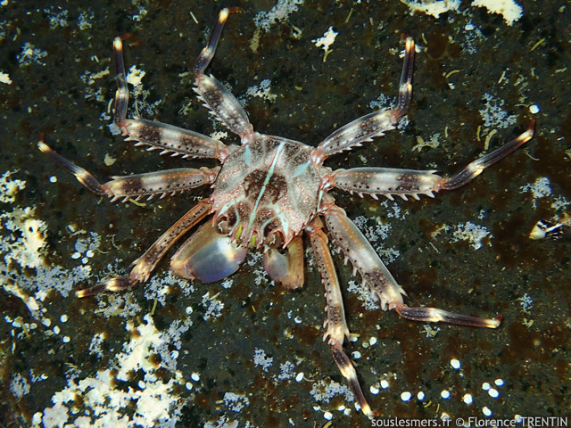Percnon planissimum - crabe plat  ligne verte