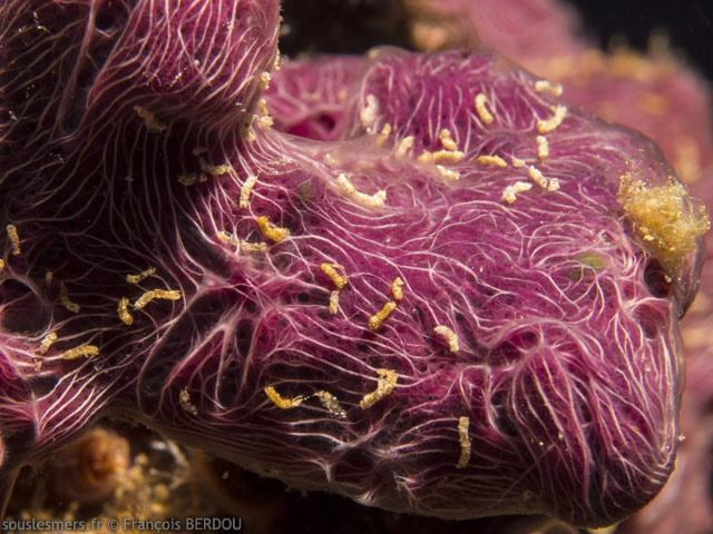 Chalinula nematifera - ponge encrotante mauve