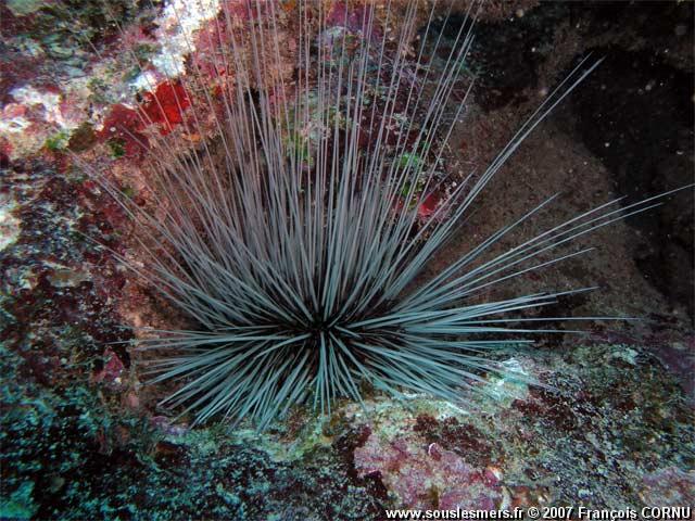 Diadema antillarum - oursin diadme des Antilles