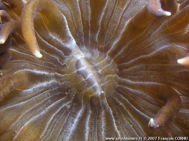 Aiptasia mutabilis couchii - aiptasie de Couch