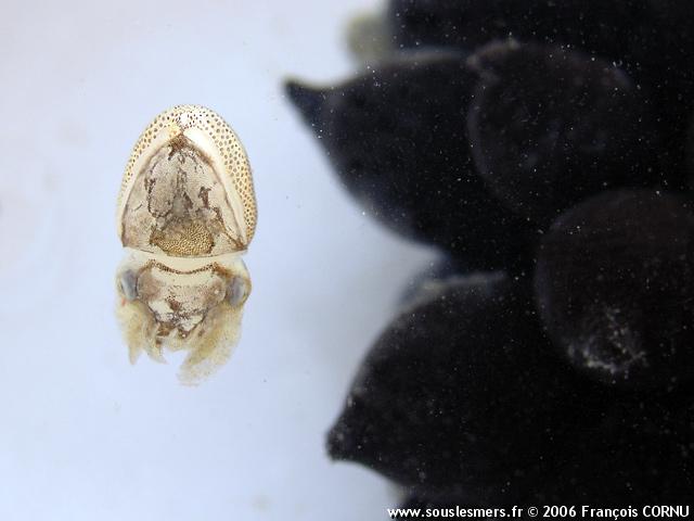 Sepia officinalis - seiche commune