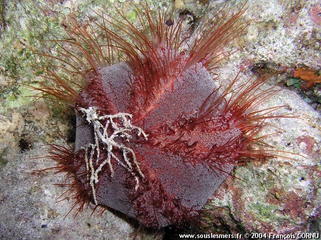 Tripneustes gratilla elatensis - oursin bonnet de prtre de mer Rouge