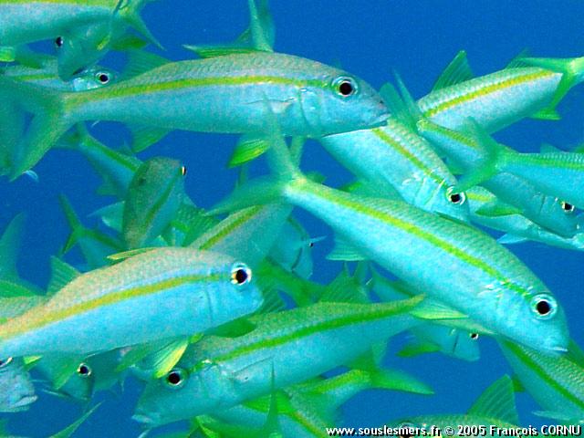 Mulloidichthys vanicolensis - rouget  nageoires jaunes