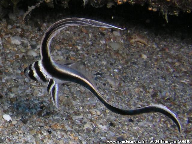 Equetus punctatus - chevalier ponctu