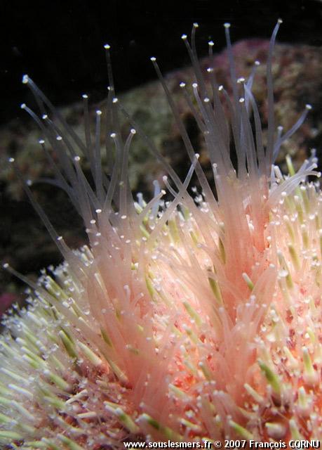 Echinus esculentus - oursin commun 