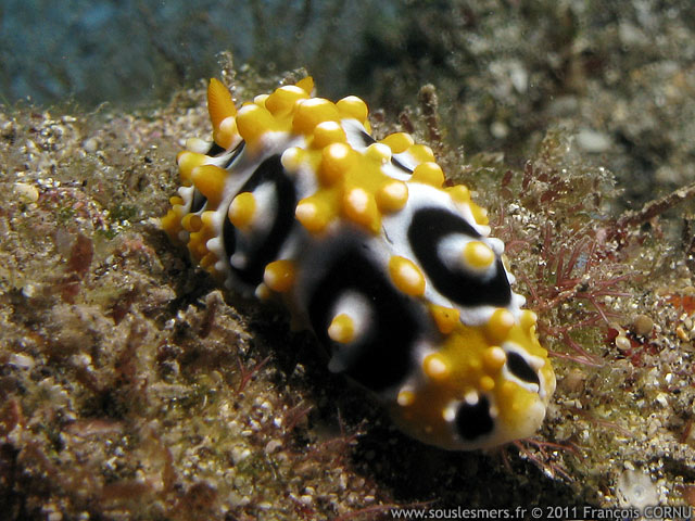 Phyllidia ocellata - phyllidie ocelle