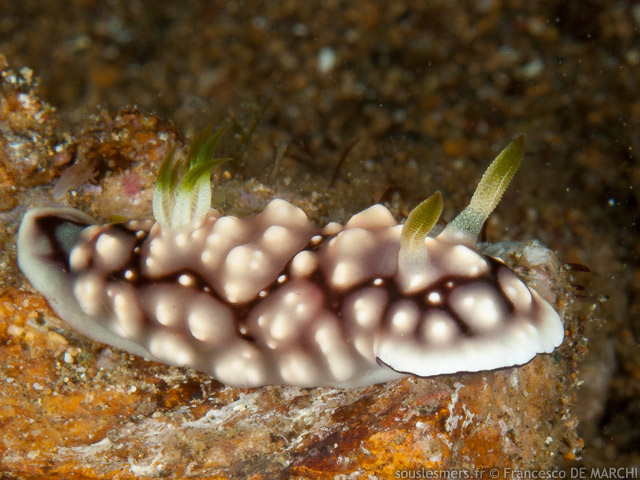 Goniobranchus geometricus - chromodoris gomtrique