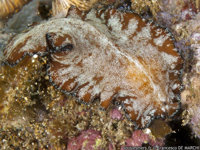 Pseudobiceros fulgor - ver plat lumineux