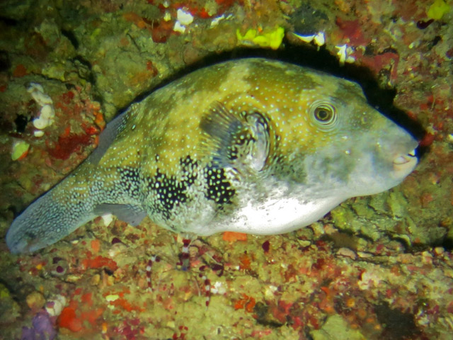 Arothron caeruleopunctatus - poisson ballon  taches bleues