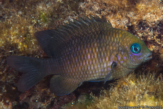 Stegastes nigricans - grgoire noir