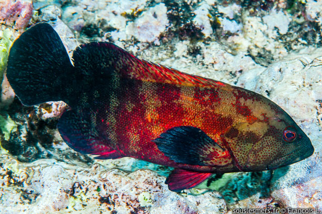 Cephalopholis nigripinnis - vieille ailes noires