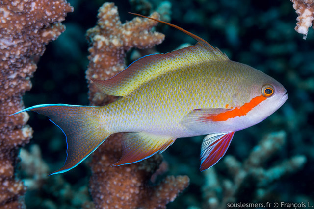 Pseudanthias huchtii - anthias de Hutch