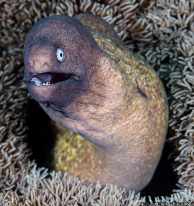 Gymnothorax thyrsoideus - murne  oeil blanc