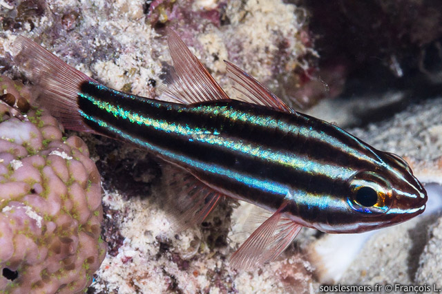 Ostorhinchus nigrofasciatus - apogon  rayures noires