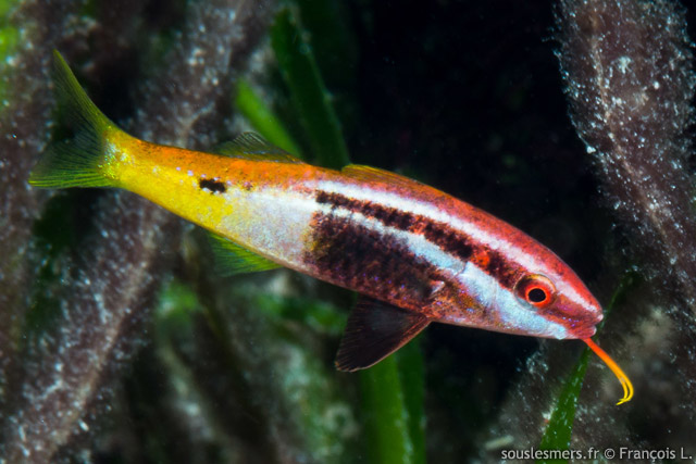 Parupeneus barberinoides - rouget bicolore